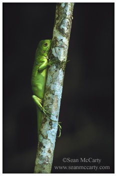 Lizard on a tree, Puerto Jimenez, Osa Peninsula